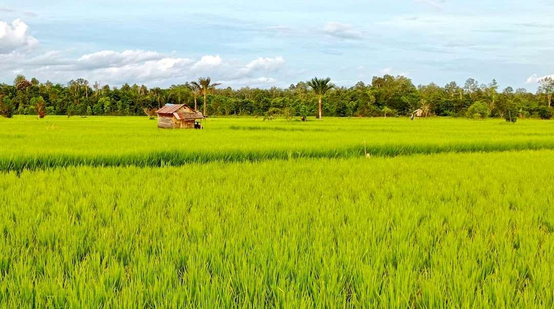 DPRD Kutai Barat Minta Pemerintah Prioritaskan Sektor Pertanian, Bukan Hanya Pembangunan Fisik